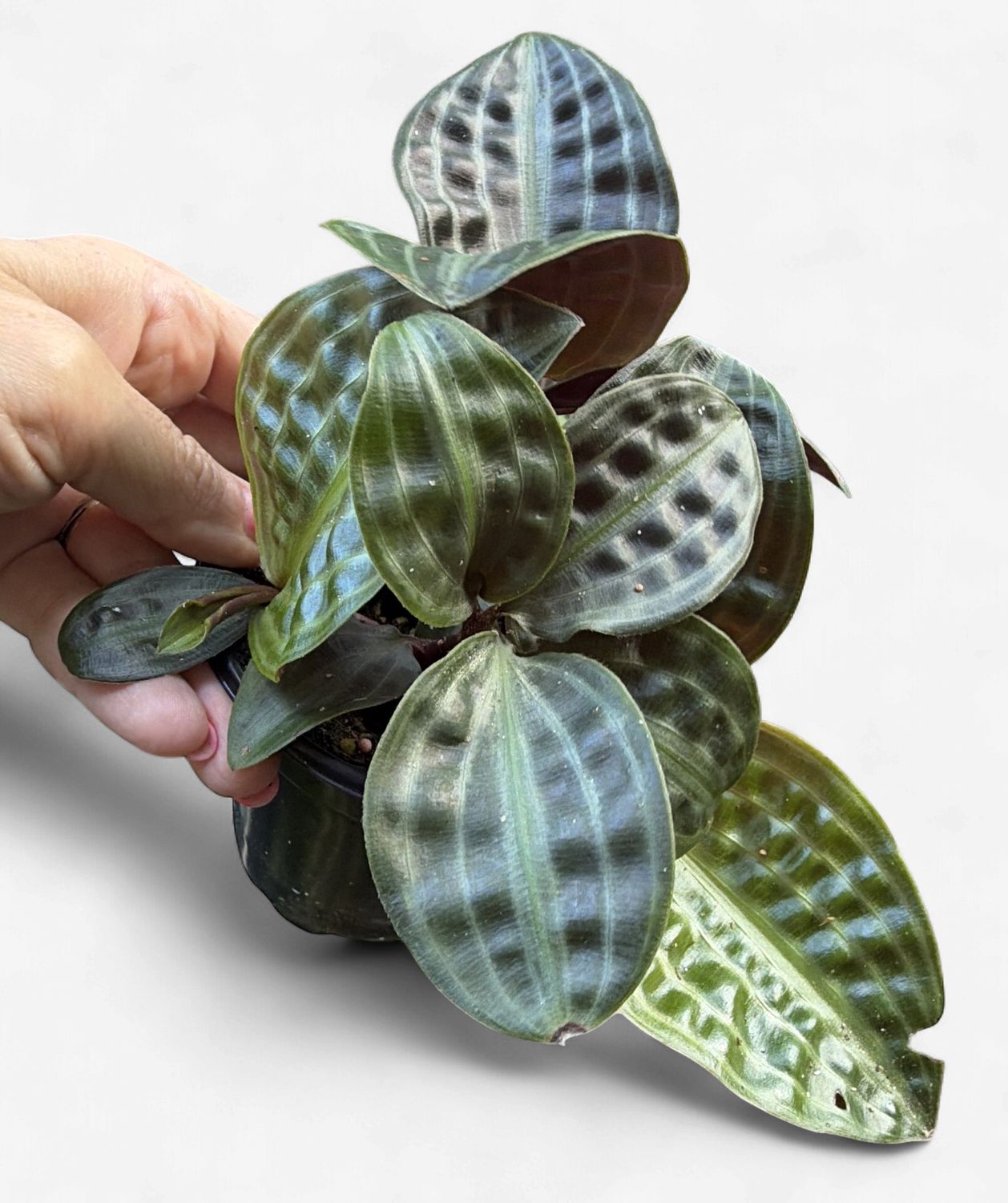 4" Geogenanthus Poeppigii (Seersucker Plant)