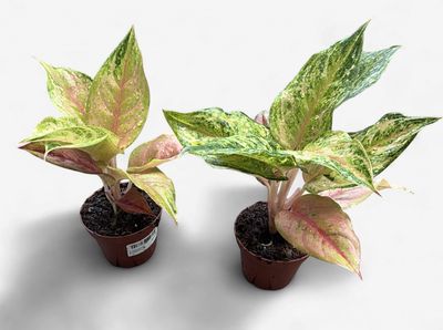 4" Aglaonema Praikaphet