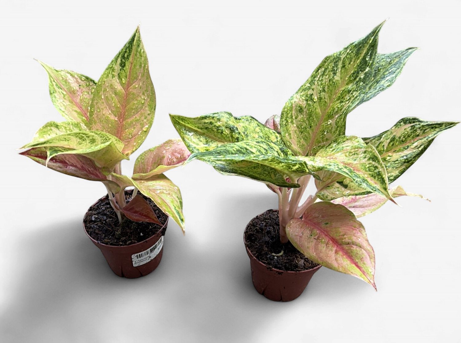 4" Aglaonema Praikaphet