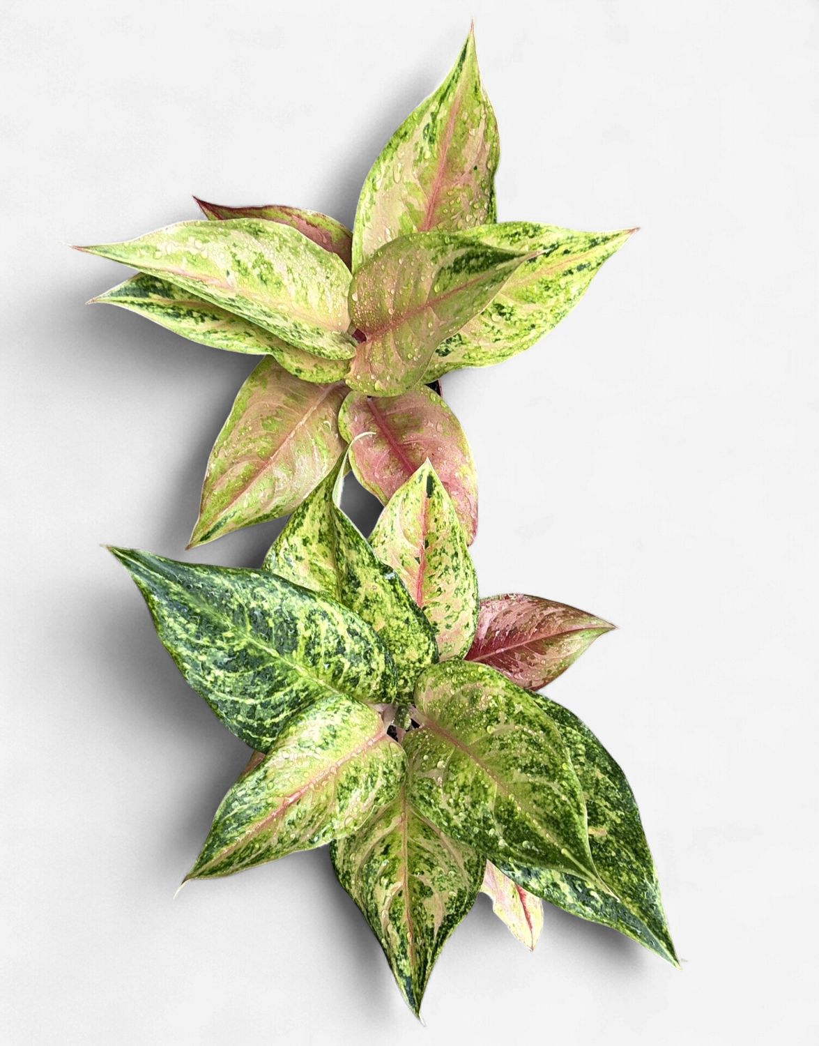 4" Aglaonema Praikaphet