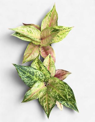 4" Aglaonema Praikaphet