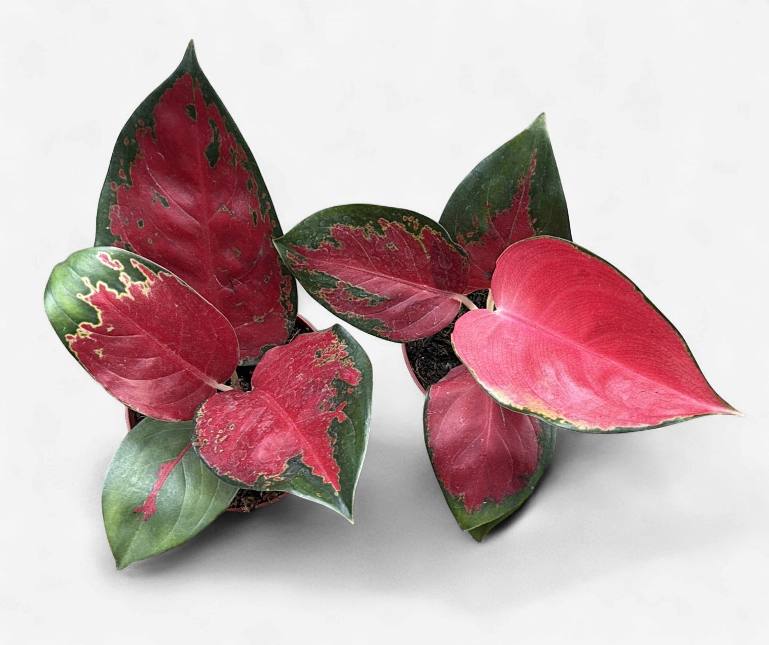 4" Aglaonema Suksom Jaipong Red