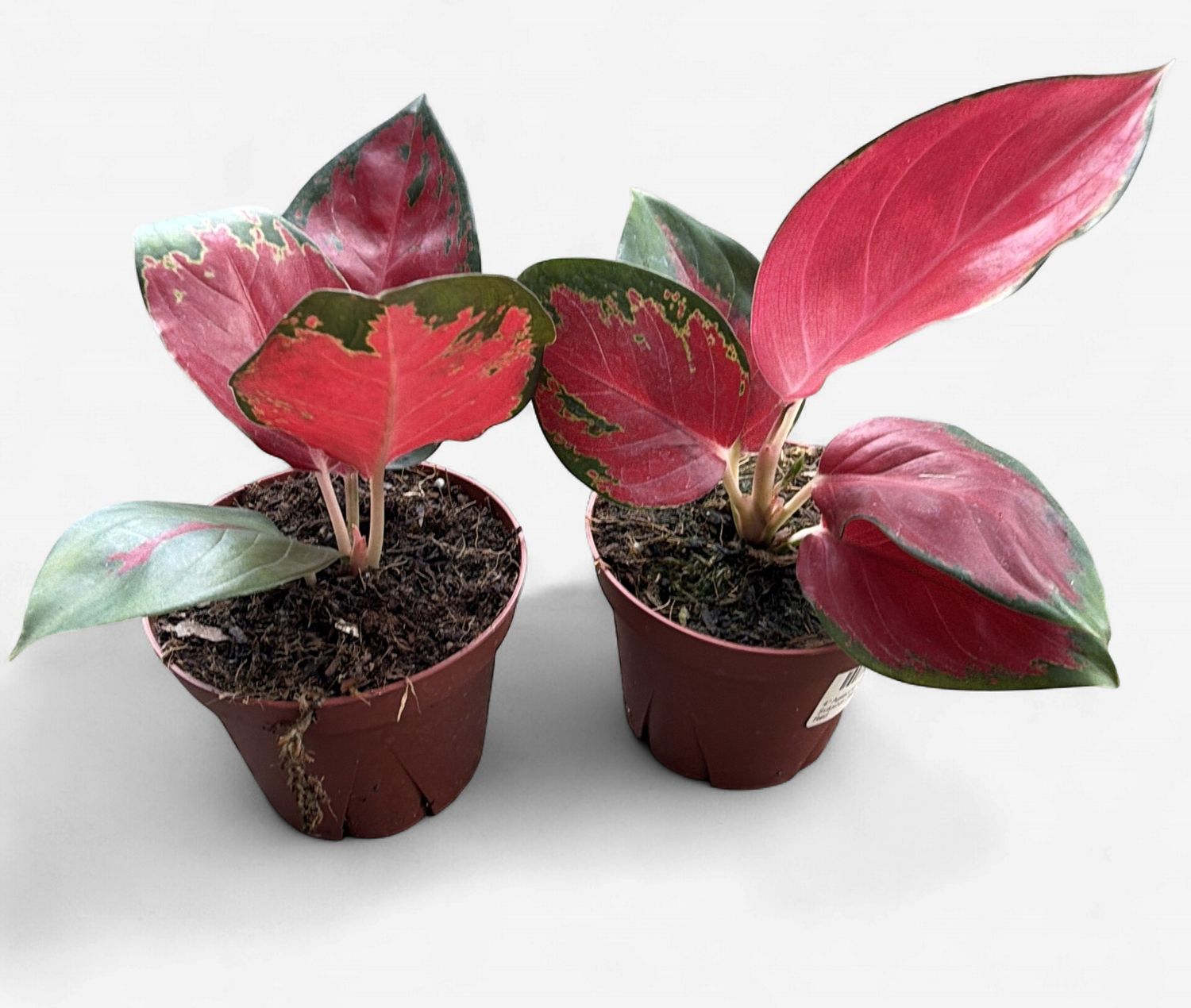 4" Aglaonema Suksom Jaipong Red
