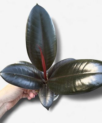 4" Ficus Burgundy (Rubber Tree)