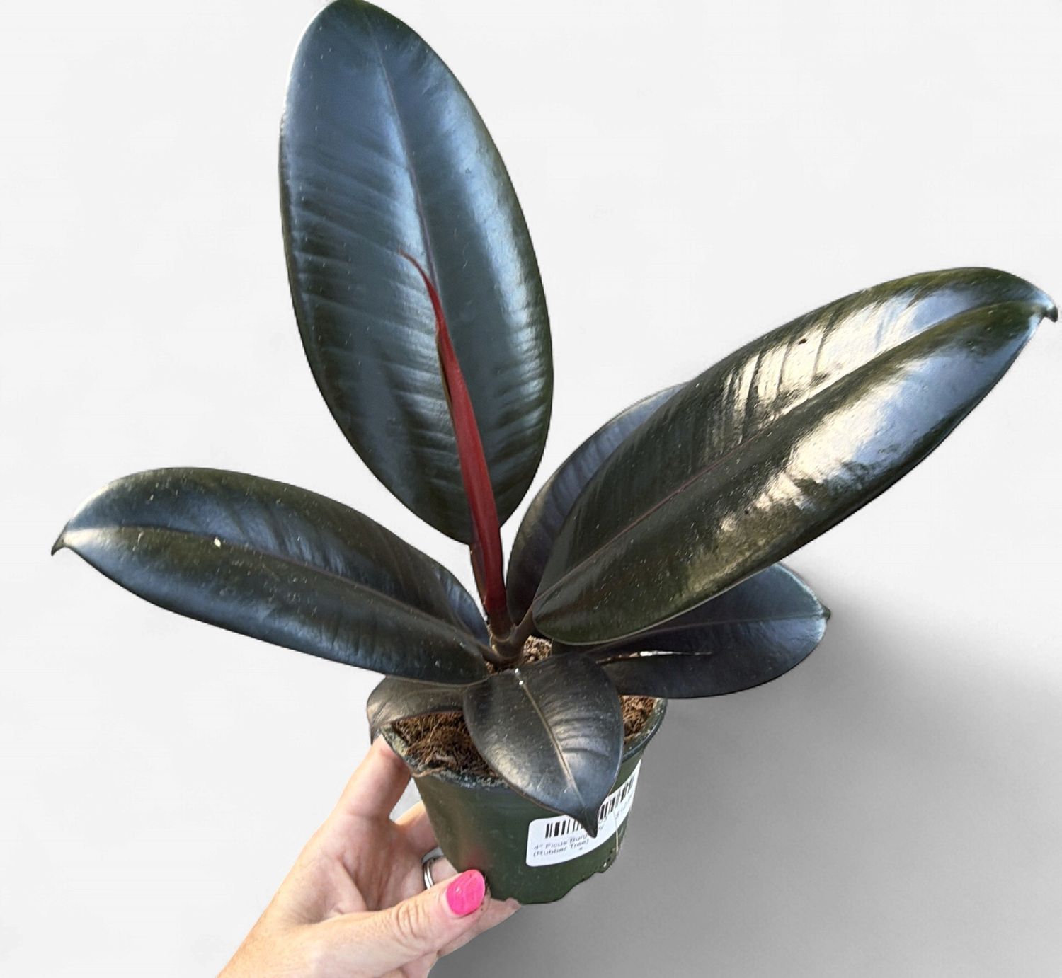 4" Ficus Burgundy (Rubber Tree)
