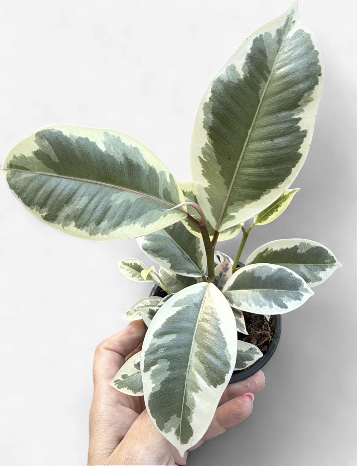 4" Ficus elastica Tineke (Rubber Tree)