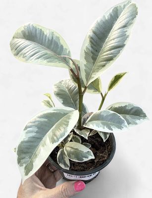 4" Ficus elastica Tineke (Rubber Tree)