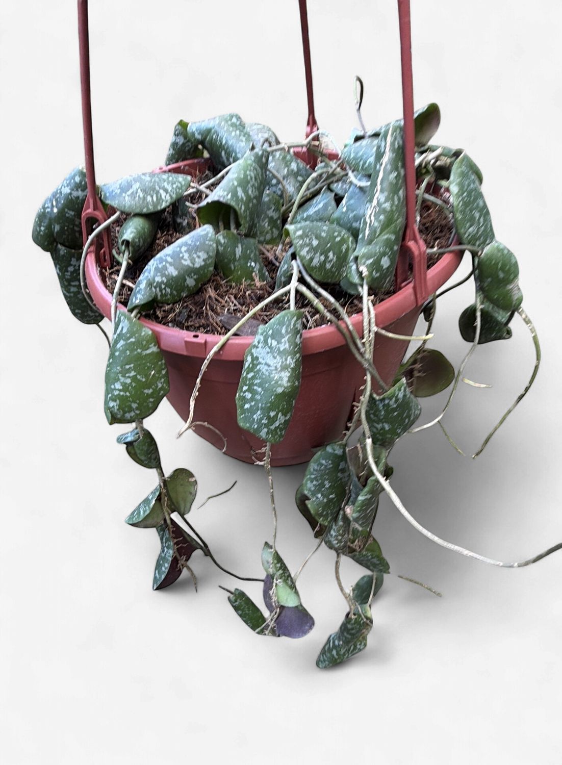 8" Hoya Imbricata Hanging Basket