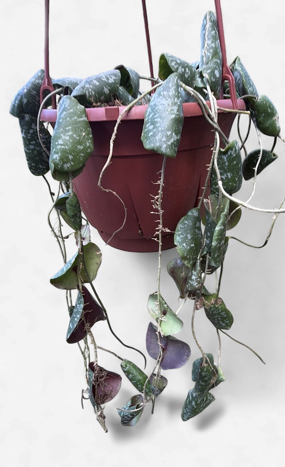 8" Hoya Imbricata Hanging Basket