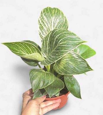 6" Philodendron Birkin