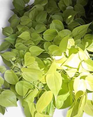 4" Philodendron Cordatum (Heartleaf) Lemon Lime