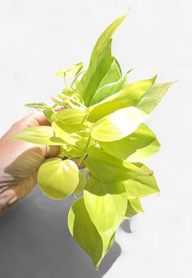 4" Philodendron Cordatum (Heartleaf) Lemon Lime