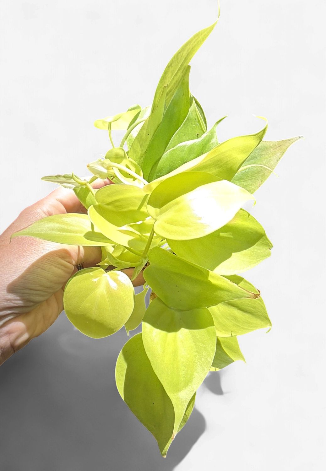 4" Philodendron Cordatum (Heartleaf) Lemon Lime