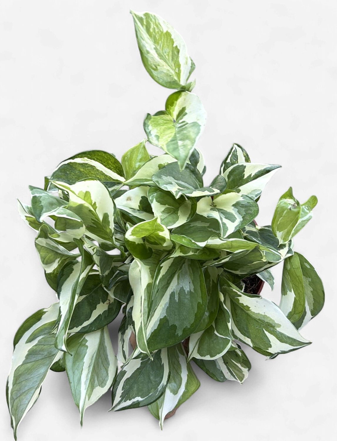 6" Pothos 'N Joy