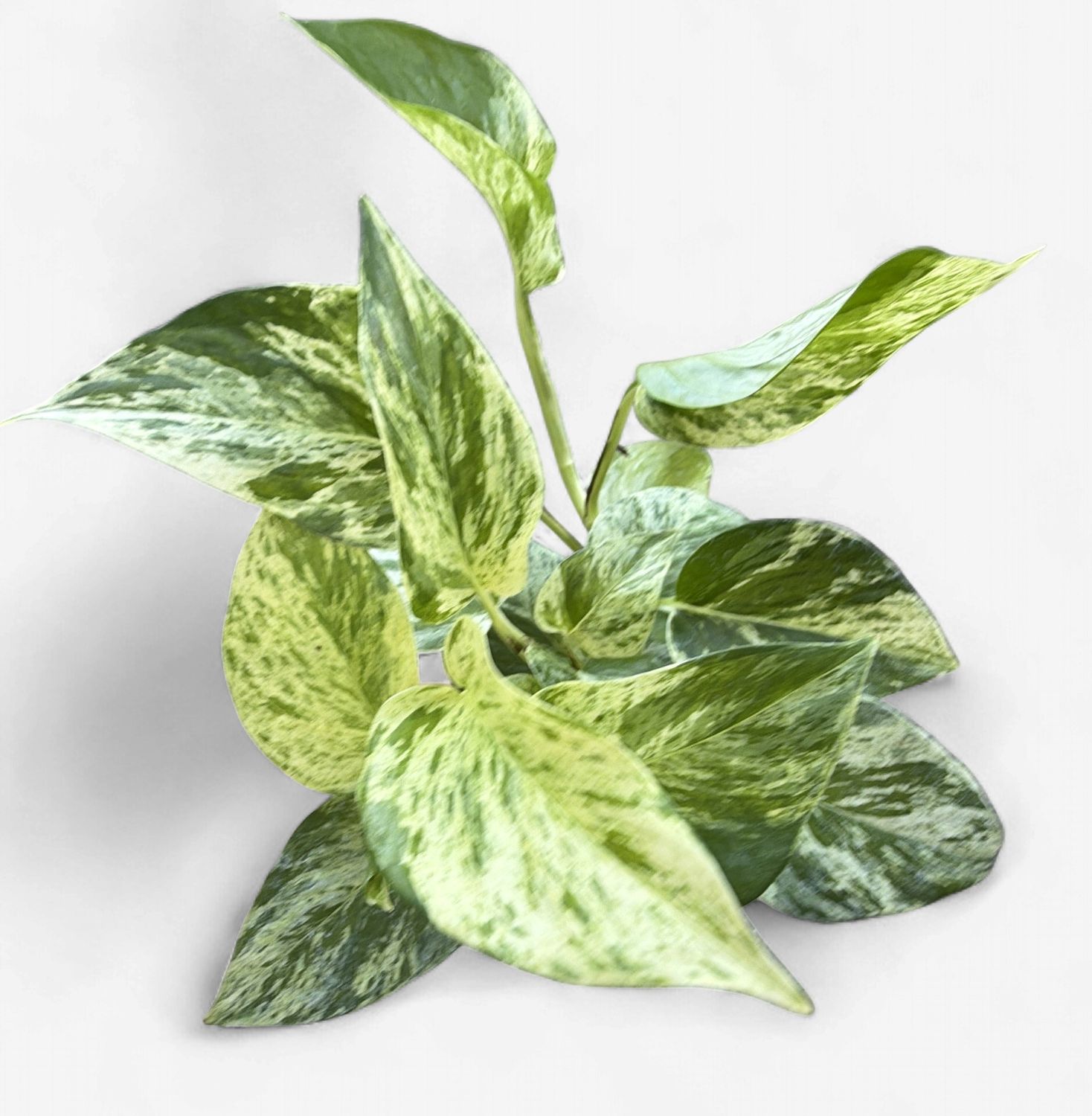 4" Pothos Snow Queen
