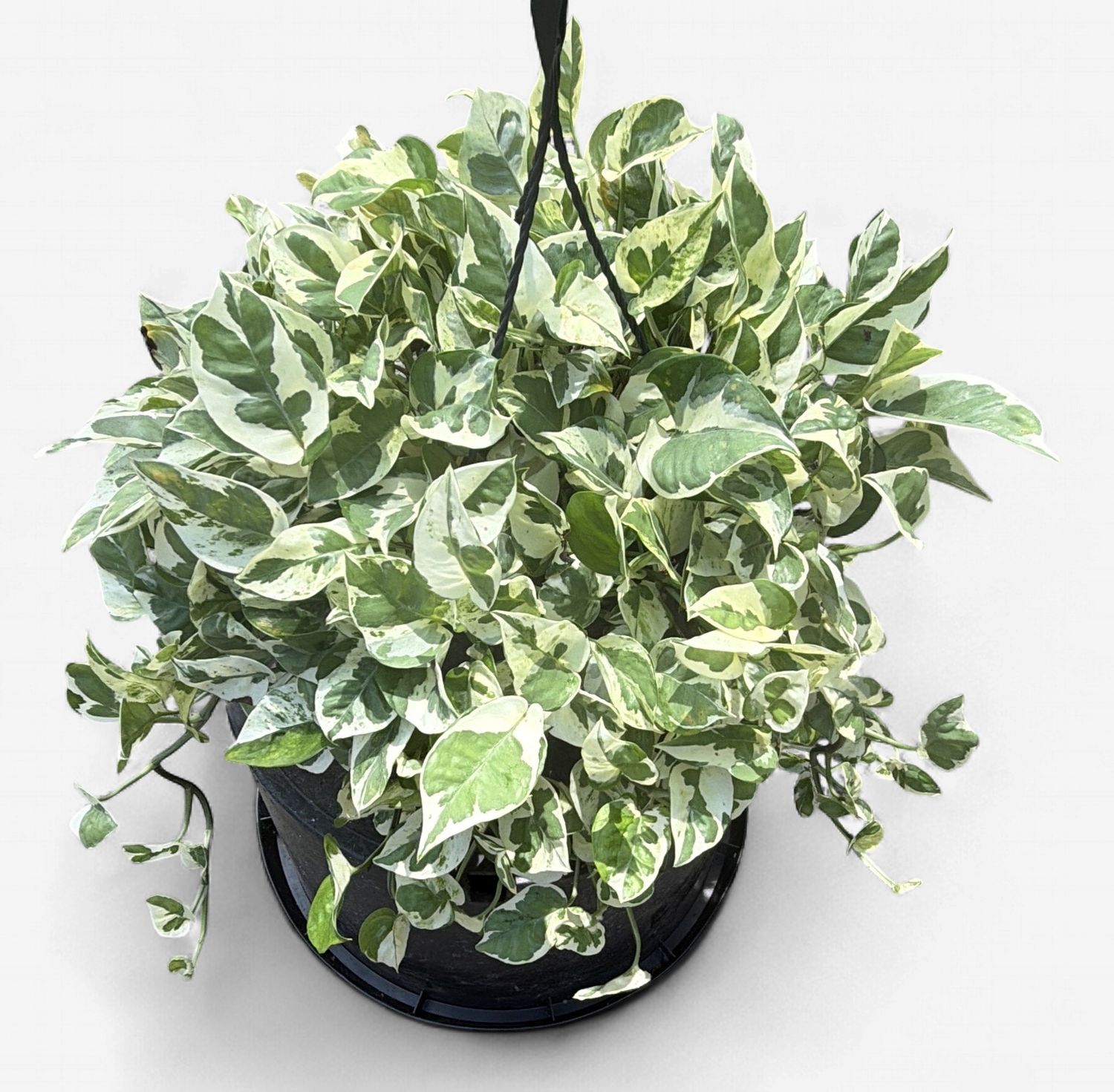 8" Pothos Pearls N Jade Hanging Basket