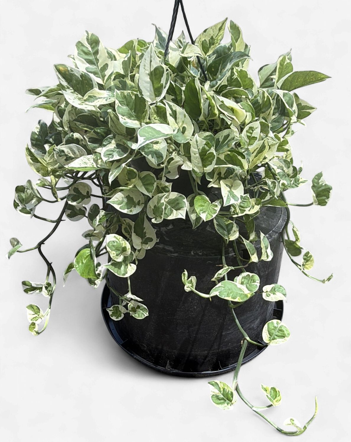 8" Pothos Pearls N Jade Hanging Basket