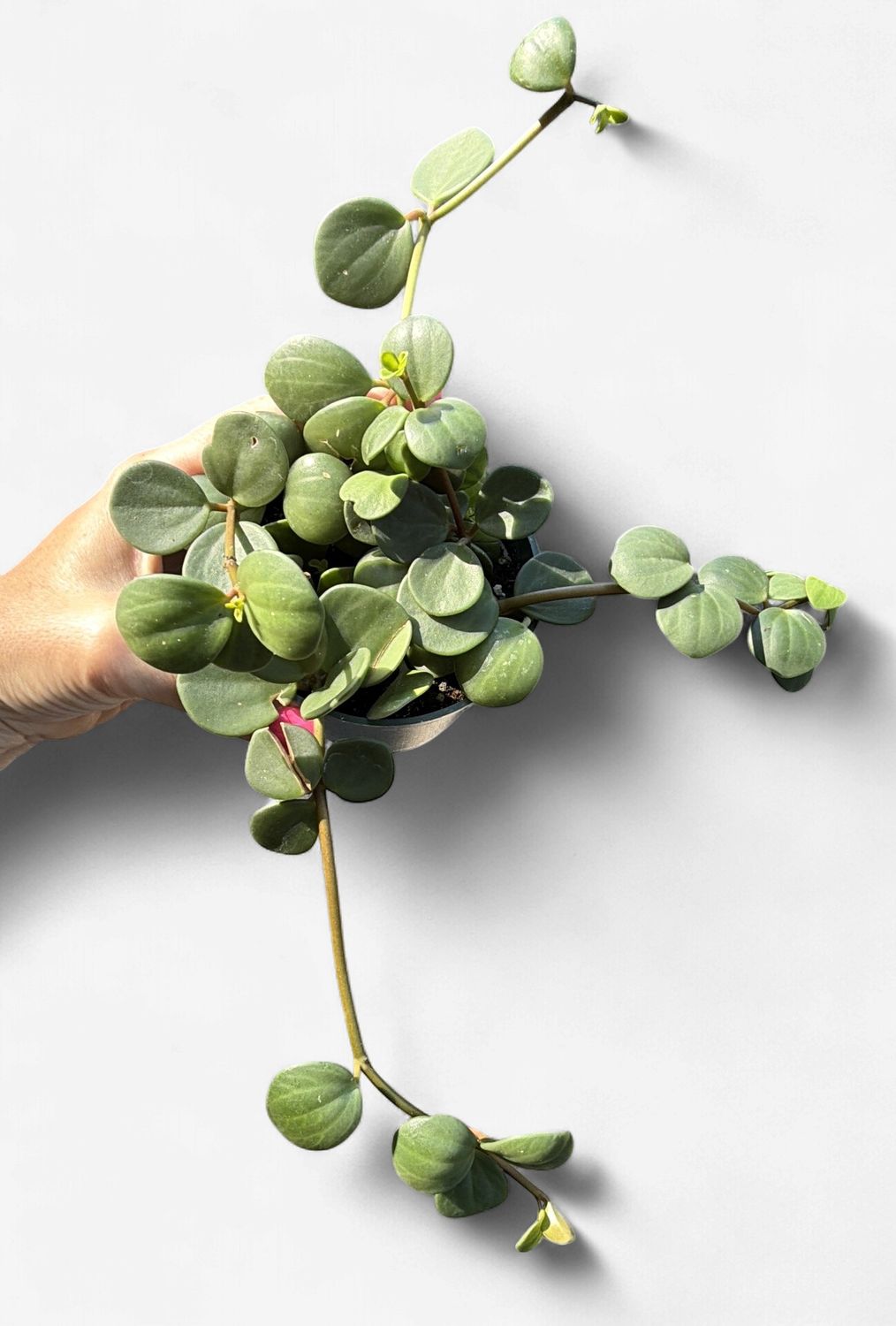 4" Peperomia Hope