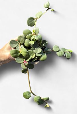 4" Peperomia Hope