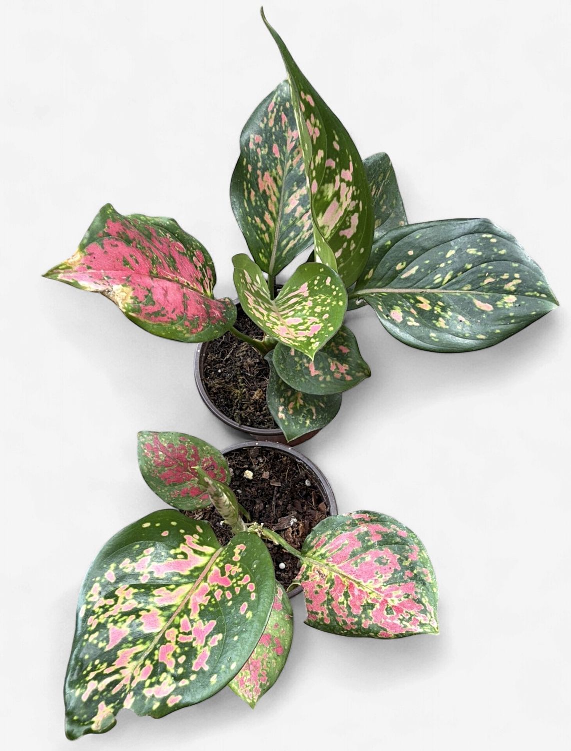4" Aglaonema Katrina