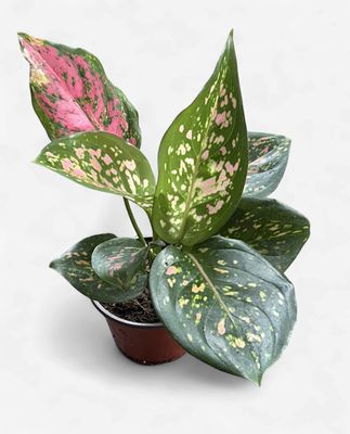 4" Aglaonema Katrina