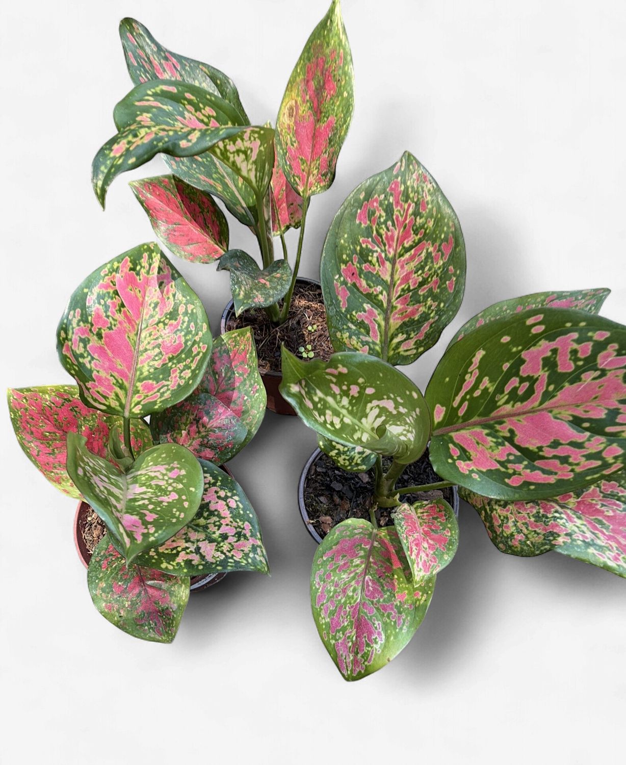 4" Aglaonema Kumkoon