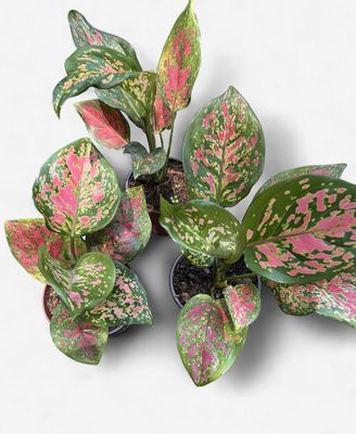 4" Aglaonema Kumkoon