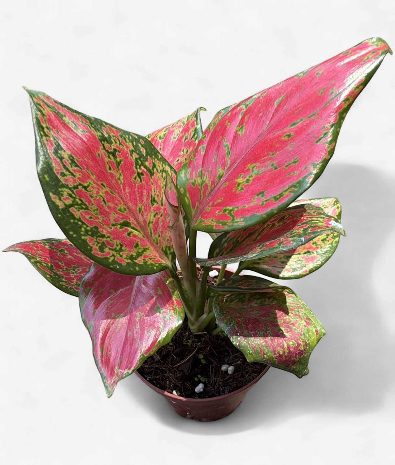 4" Aglaonema Richard