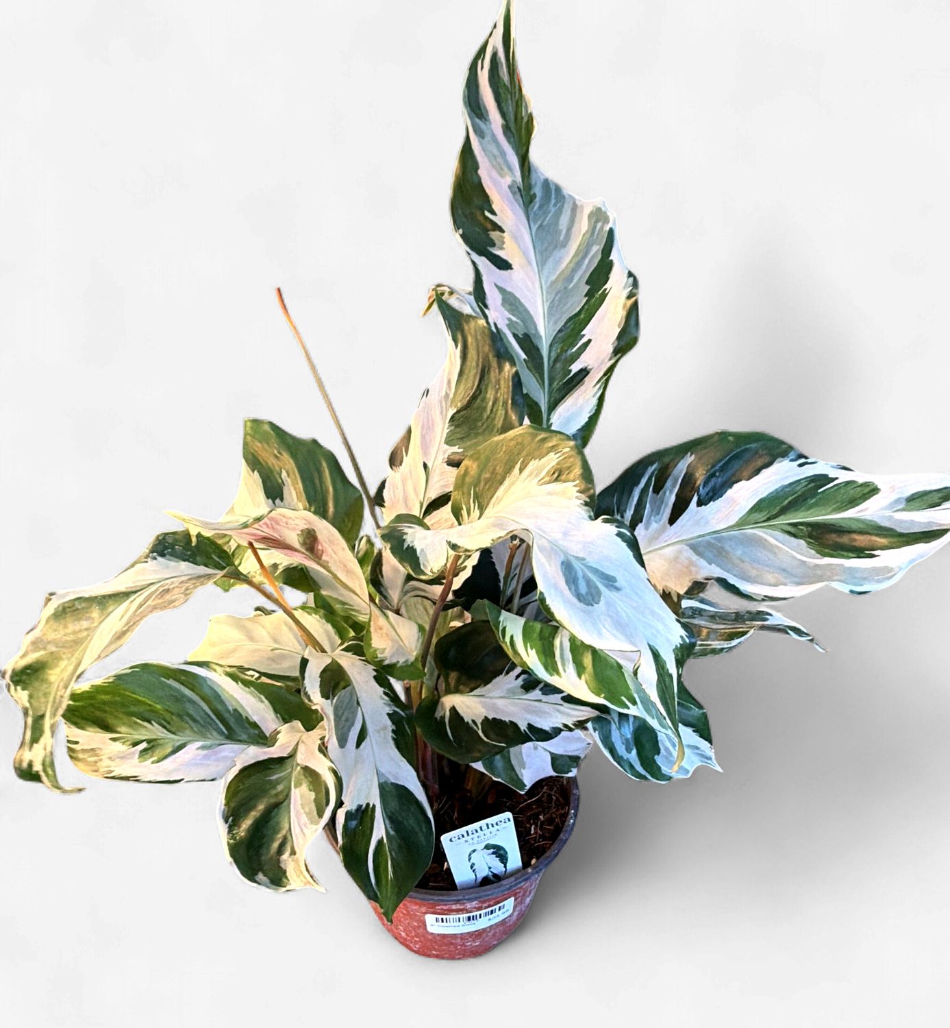 6" Calathea Stella