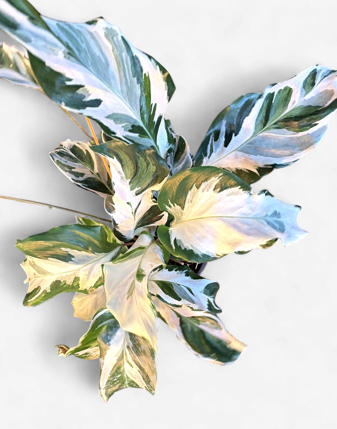 6" Calathea Stella