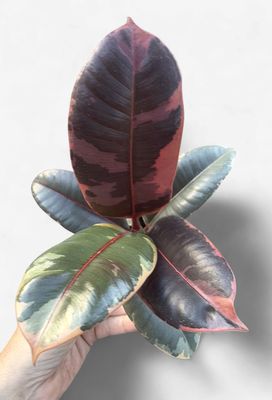 4" Ficus elastica Ruby (Rubber Tree)