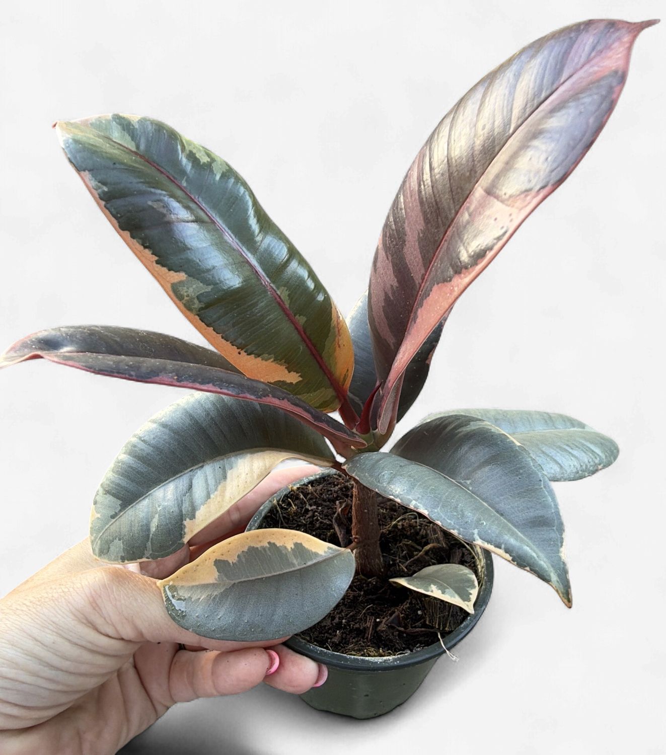 4" Ficus elastica Ruby (Rubber Tree)