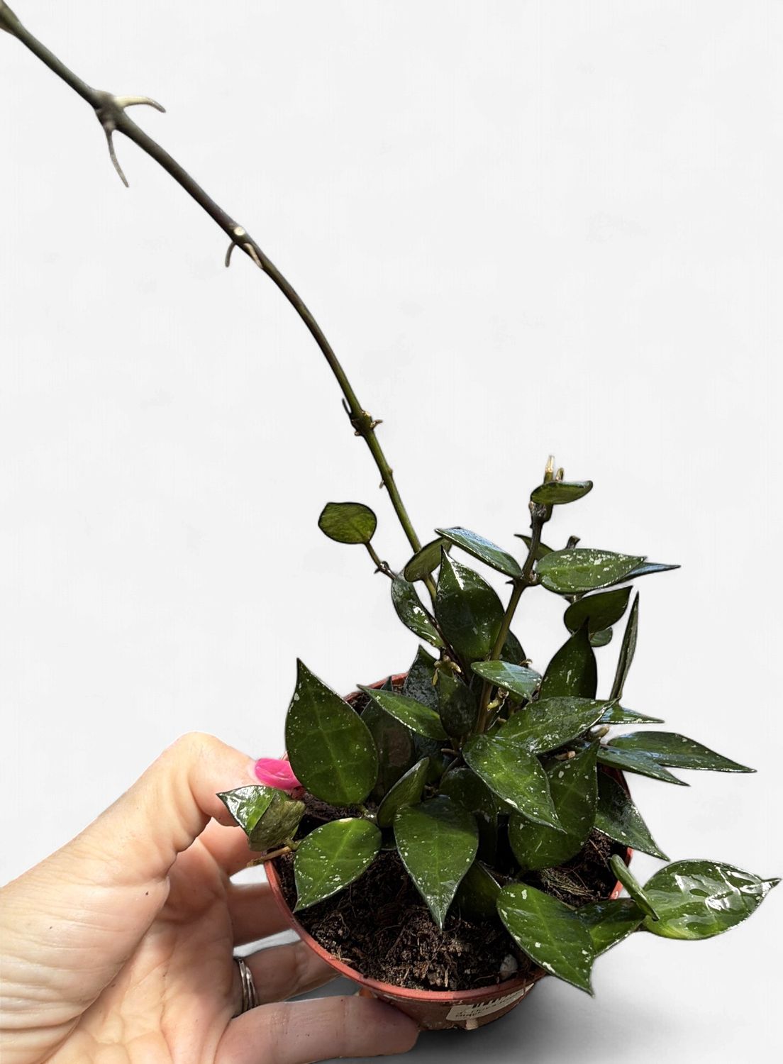 4" Hoya Krohniana Black