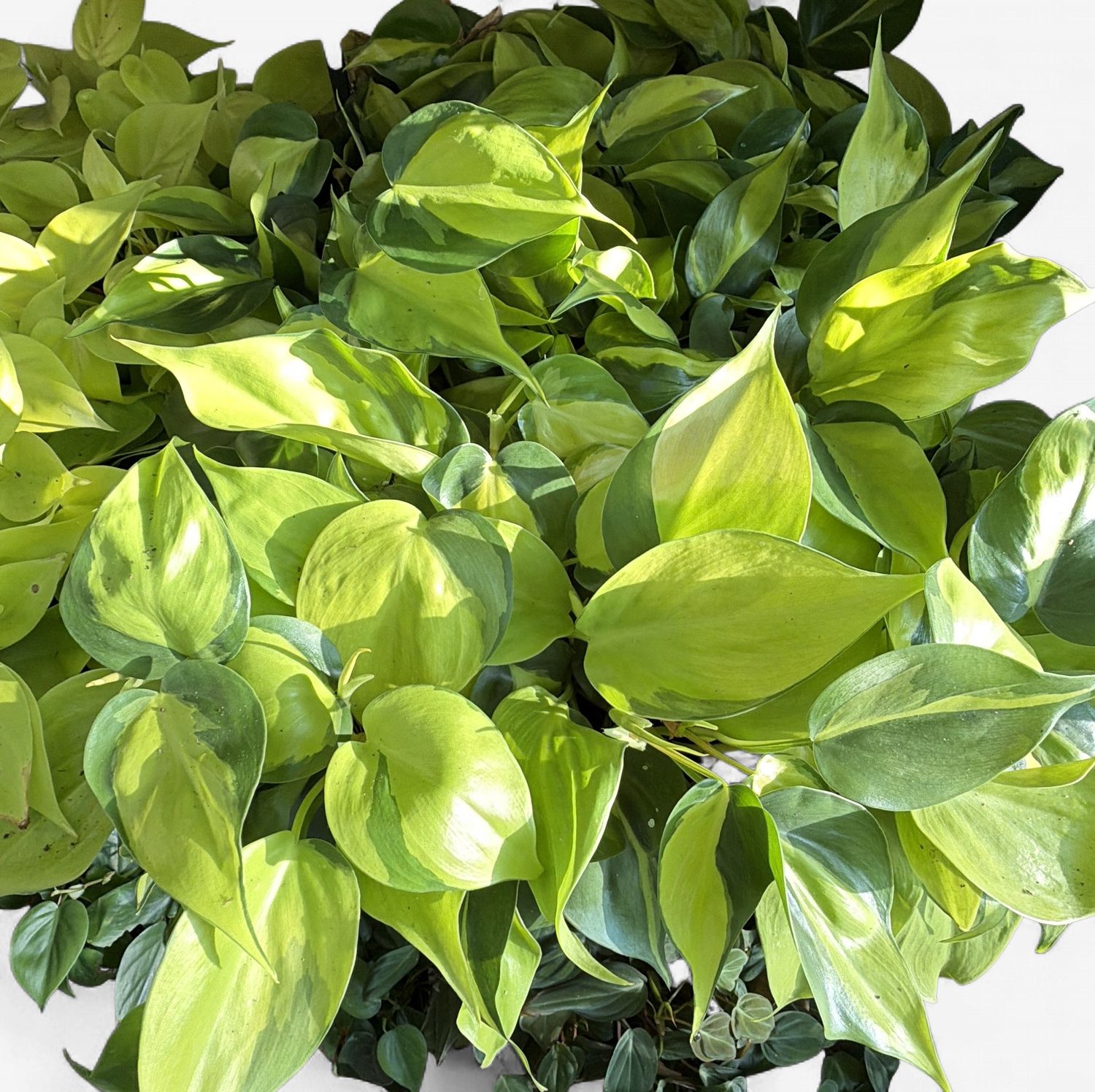 4" Philodendron Brasil