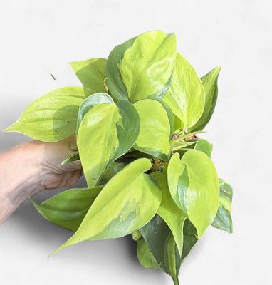4" Philodendron Brasil