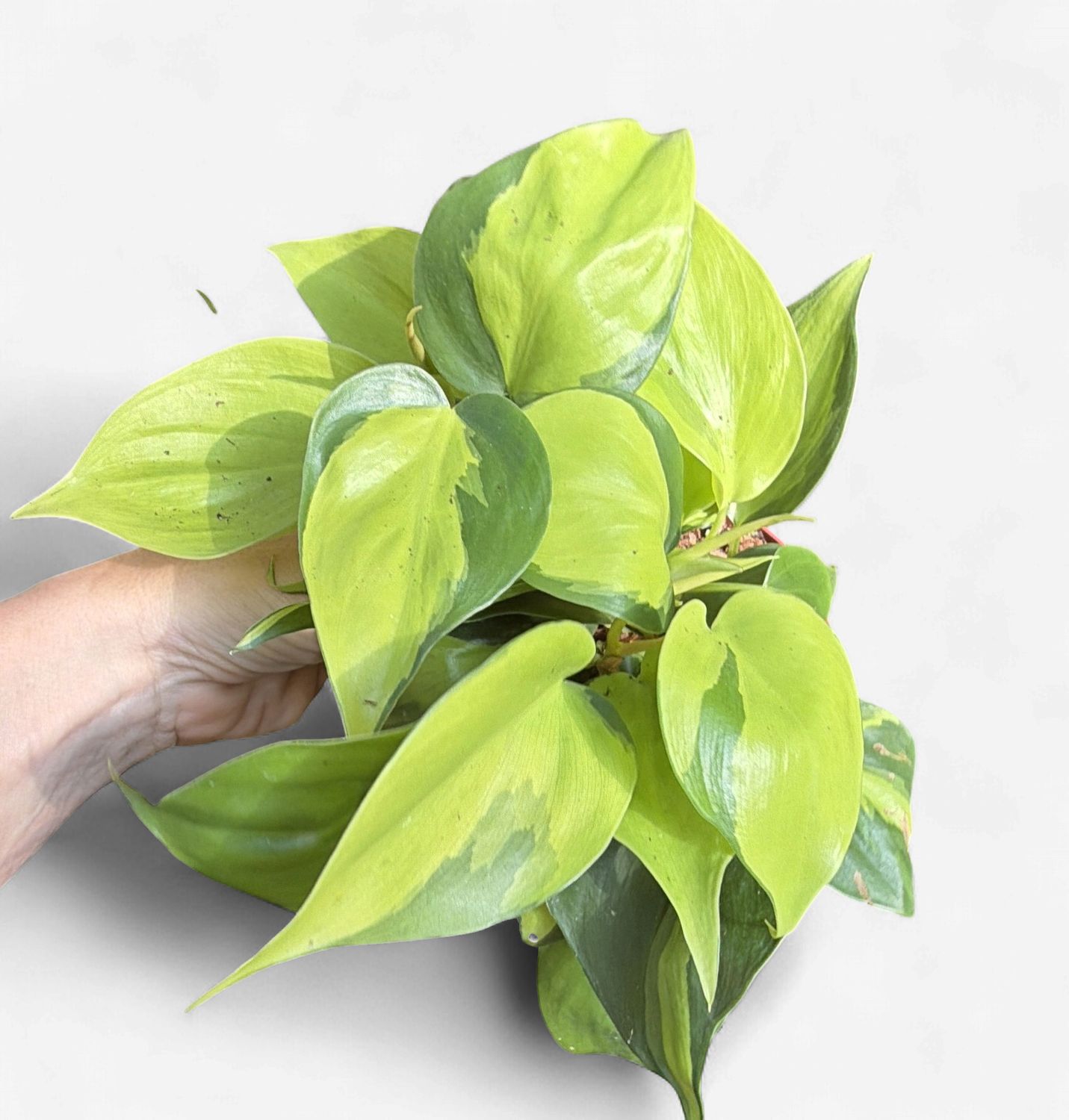 4" Philodendron Brasil