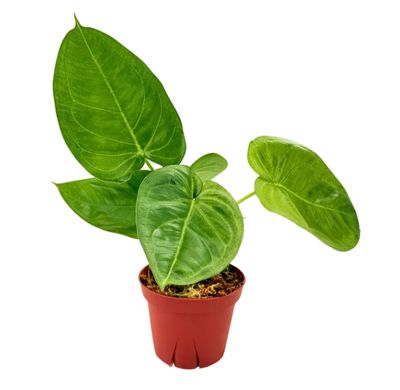 4" Syngonium Ice Frost
