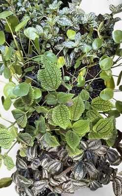2.5" Assorted Pilea