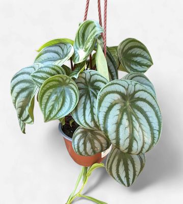 6" Peperomia Watermelon Hanging Basket