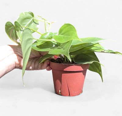 4" Philodendron Cordatum (Heartleaf) Green