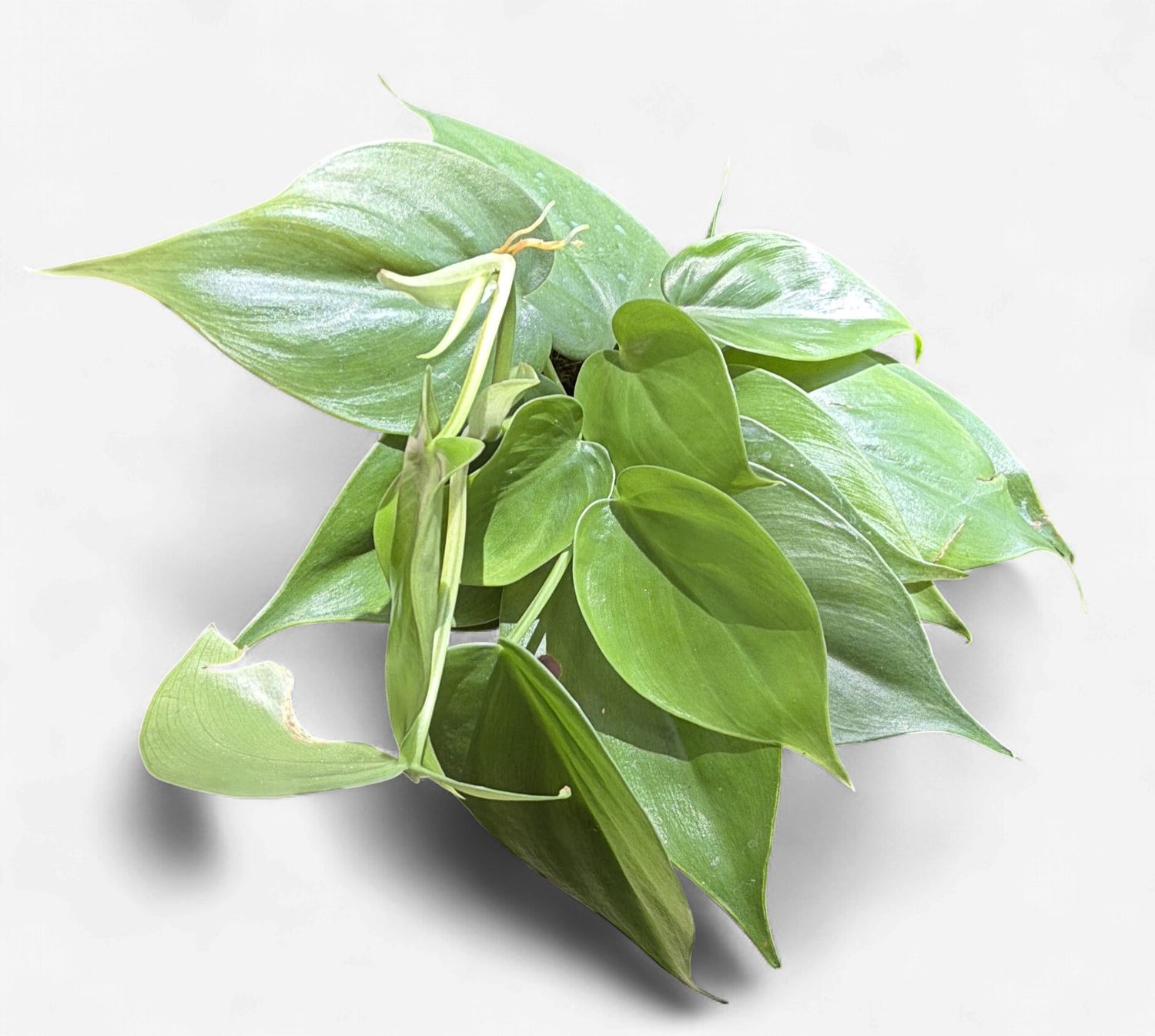 4" Philodendron Cordatum (Heartleaf) Green