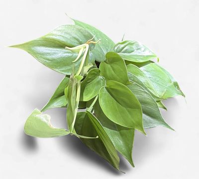 4" Philodendron Cordatum (Heartleaf) Green