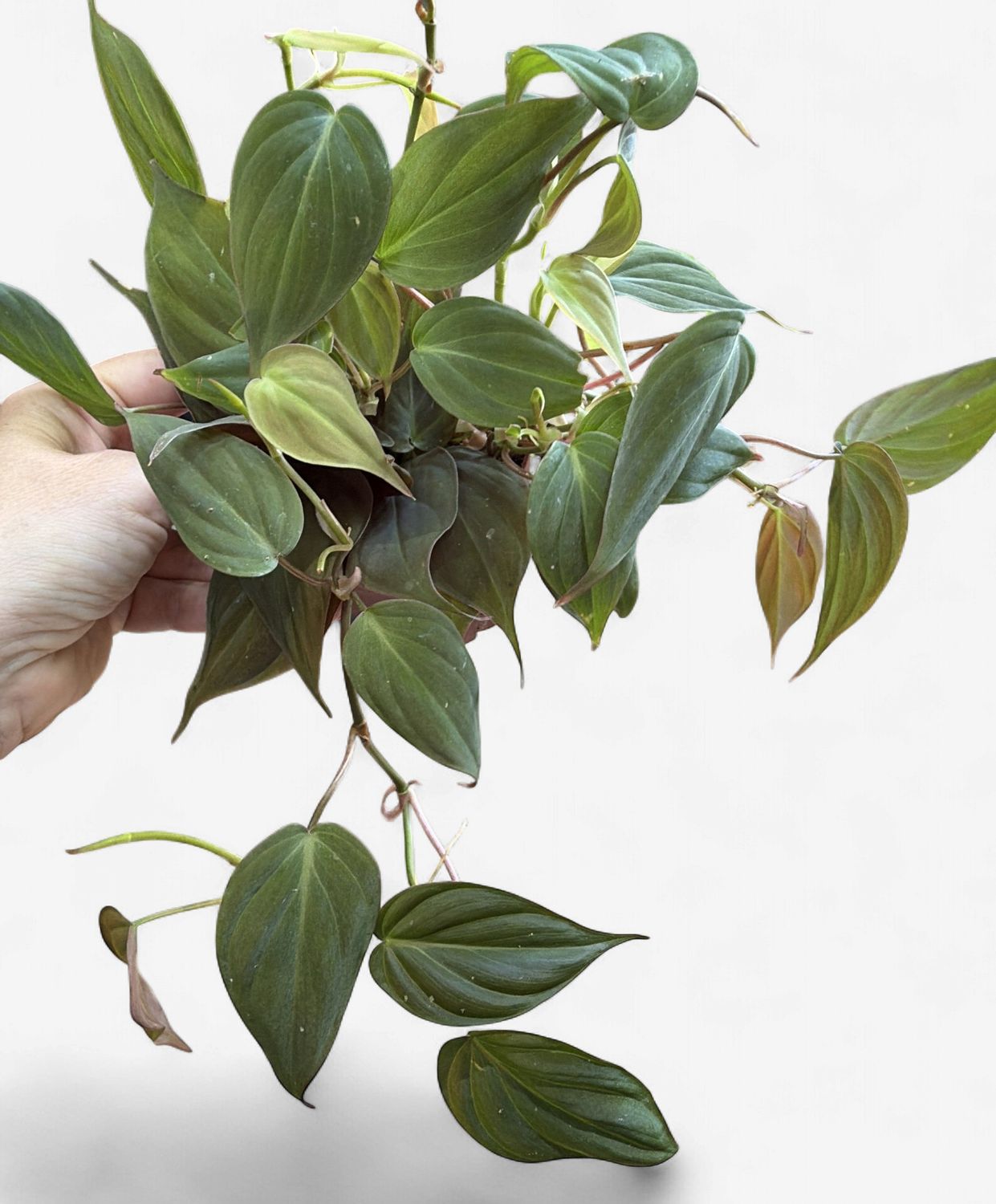 4" Philodendron Micans (Velvet Leaf)