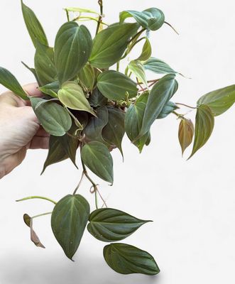 4" Philodendron Micans (Velvet Leaf)