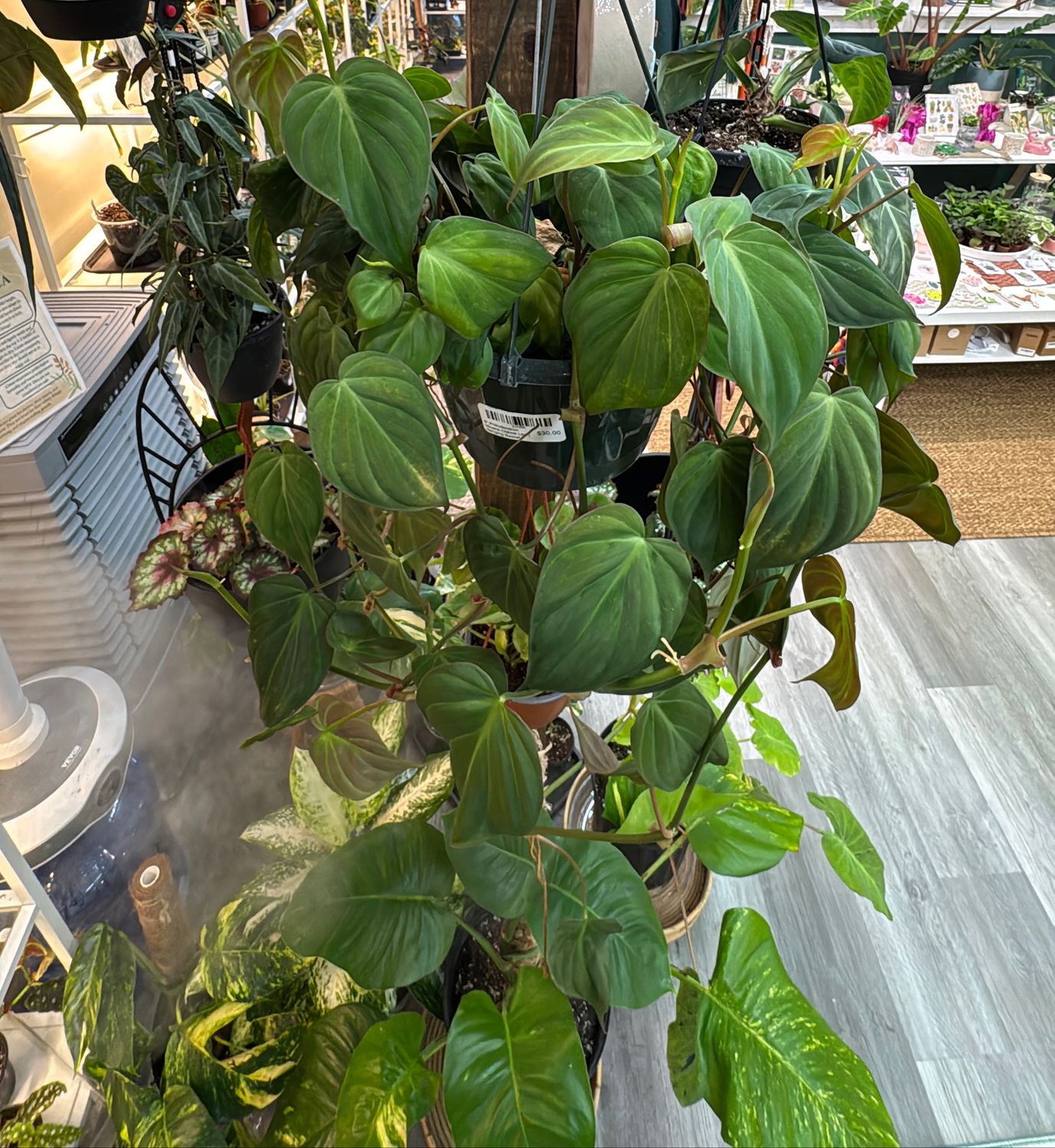 8" Philodendron Micans (Velvet Leaf) Hanging Basket