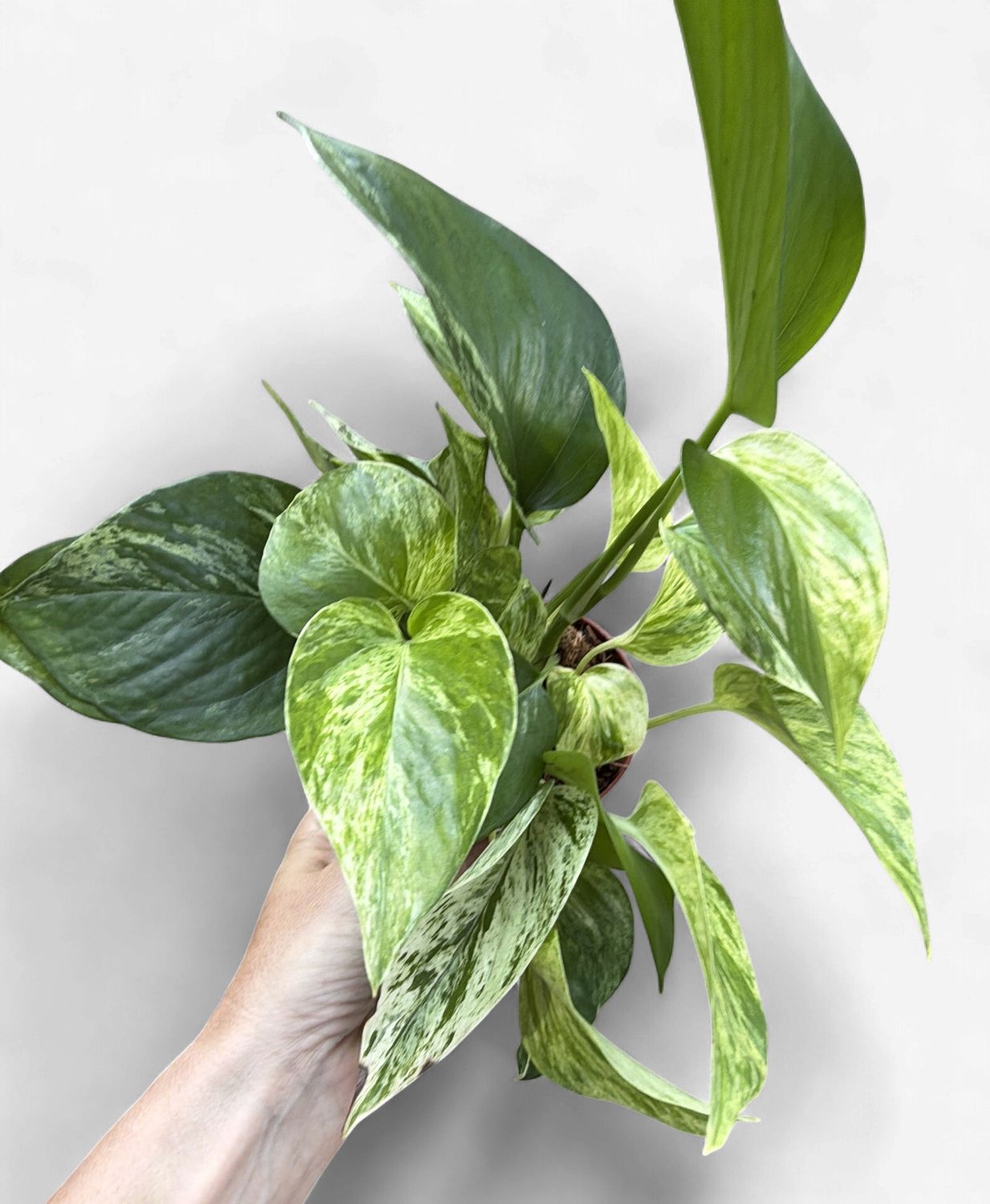 4" Pothos Marble Queen