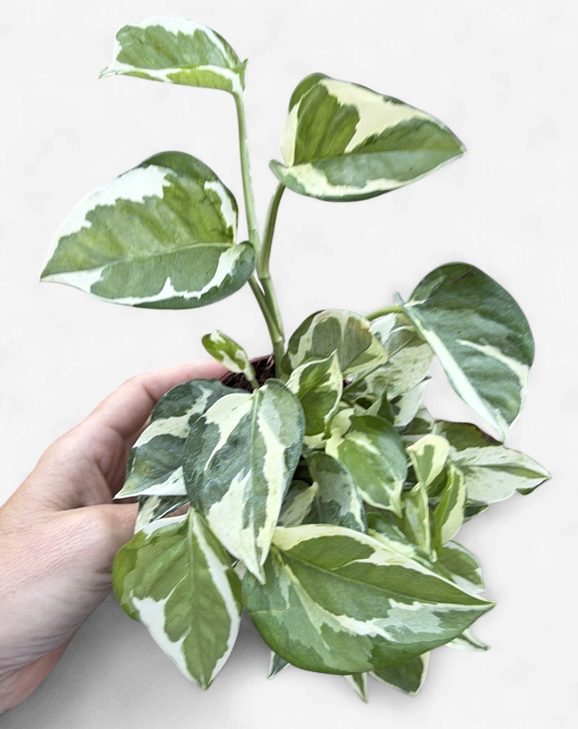 4" Pothos 'N Joy