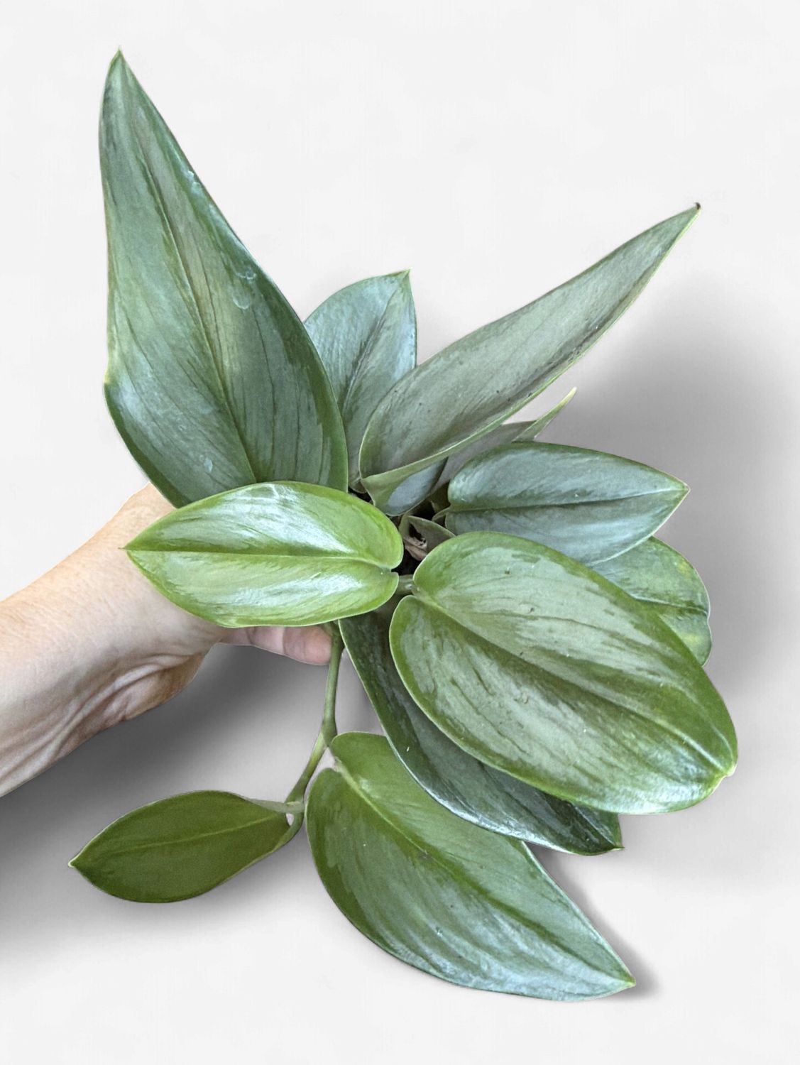 4" Scindapsus treubii 'Moonlight'