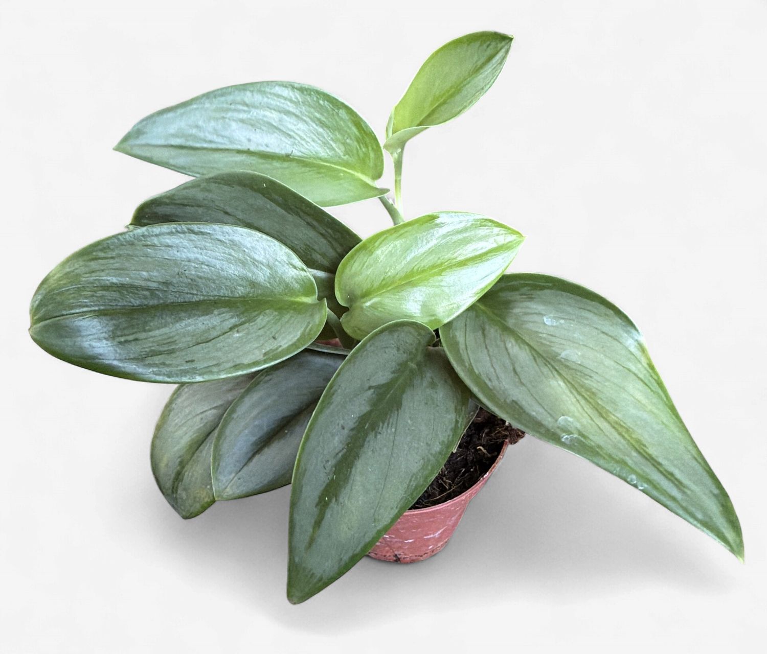 4" Scindapsus treubii 'Moonlight'