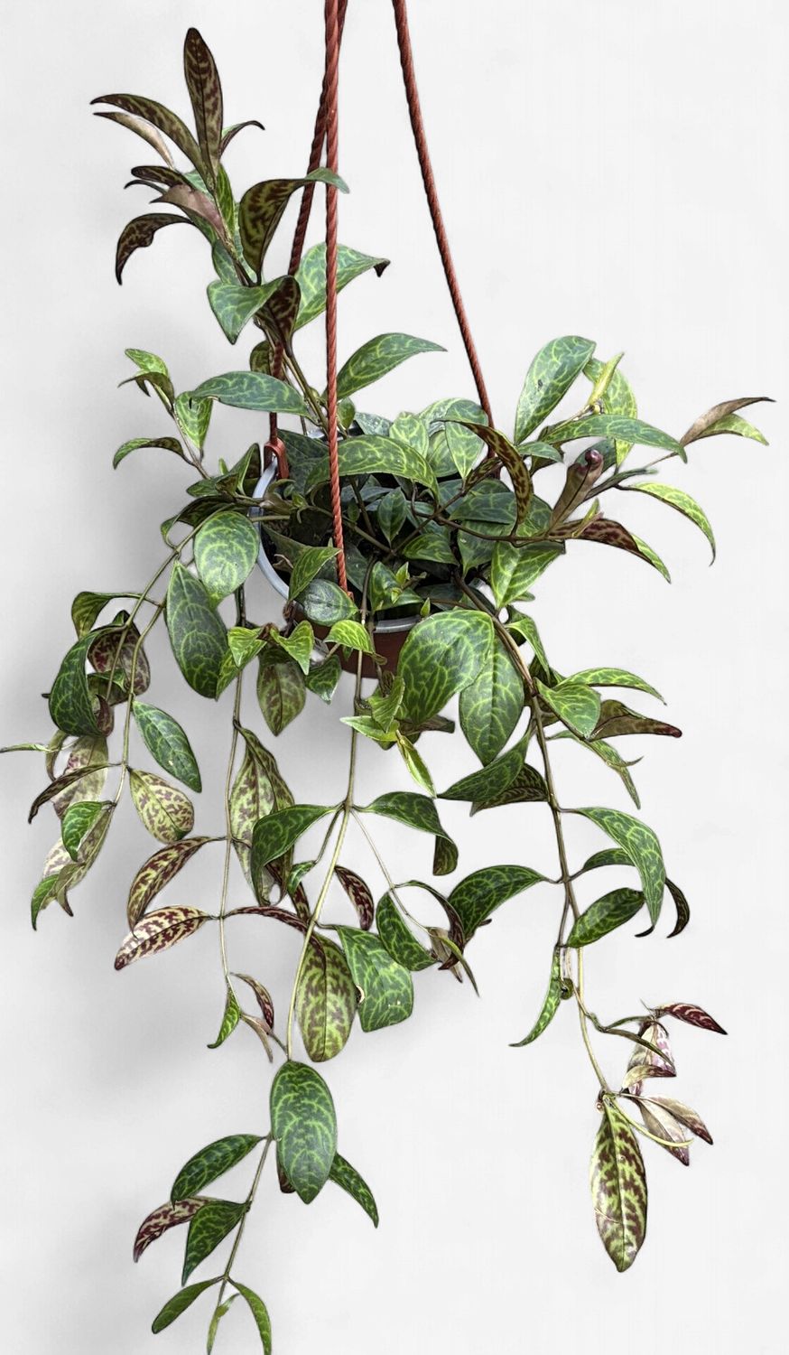 6" Black Pagoda Lipstick Plant Hanging Basket